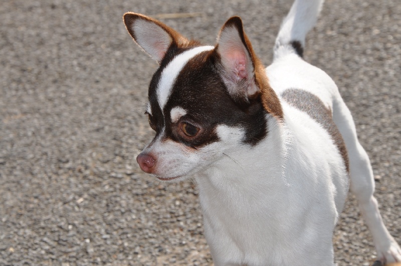 Les Chihuahua de l'affixe Du Domaine De Luvin