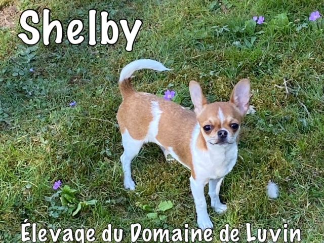 Shelby Du Domaine De Luvin