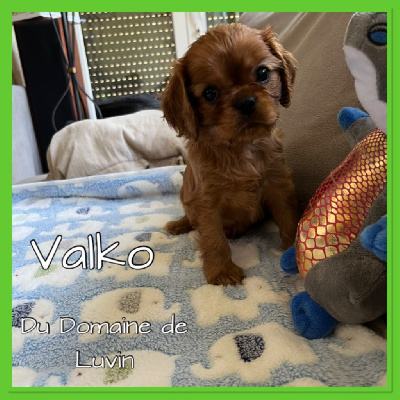 VALKO (SIMBA)