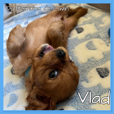 VLAD (Chiot )