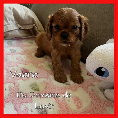 VAIANA (CHIOT 5)