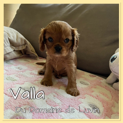 VALLA (CHIOT 6)