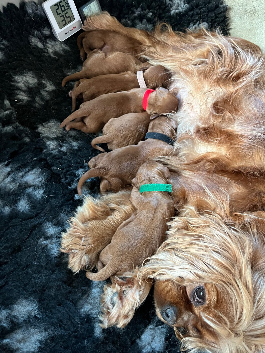 Naissances le 28/12/25