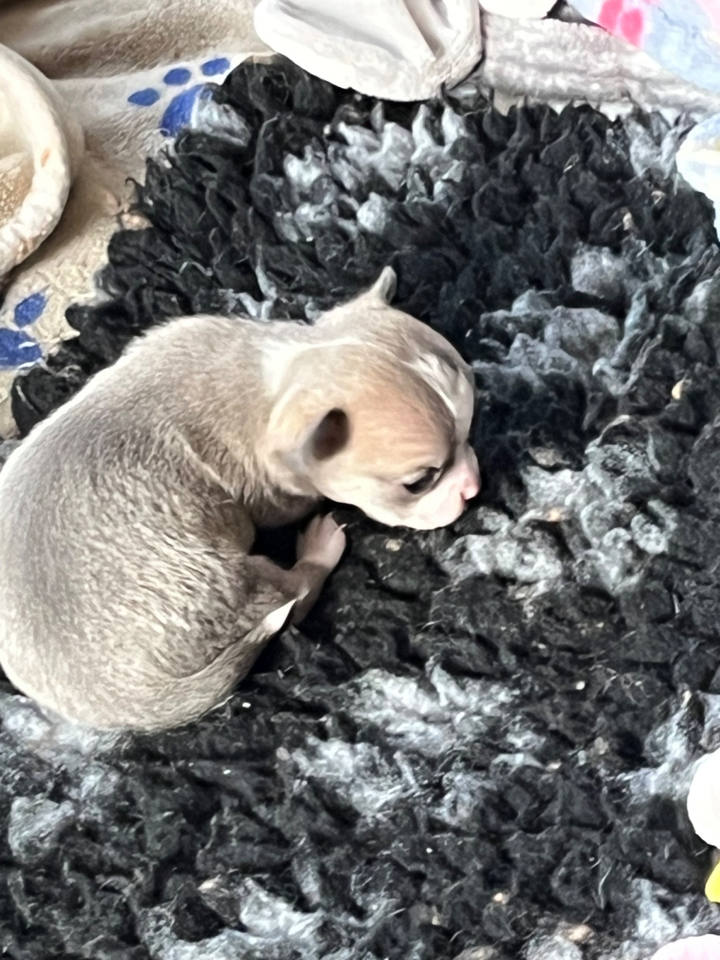 Naissance 2026