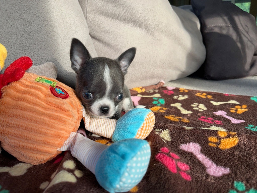 Du Domaine De Luvin - Chiots disponibles - Chihuahua