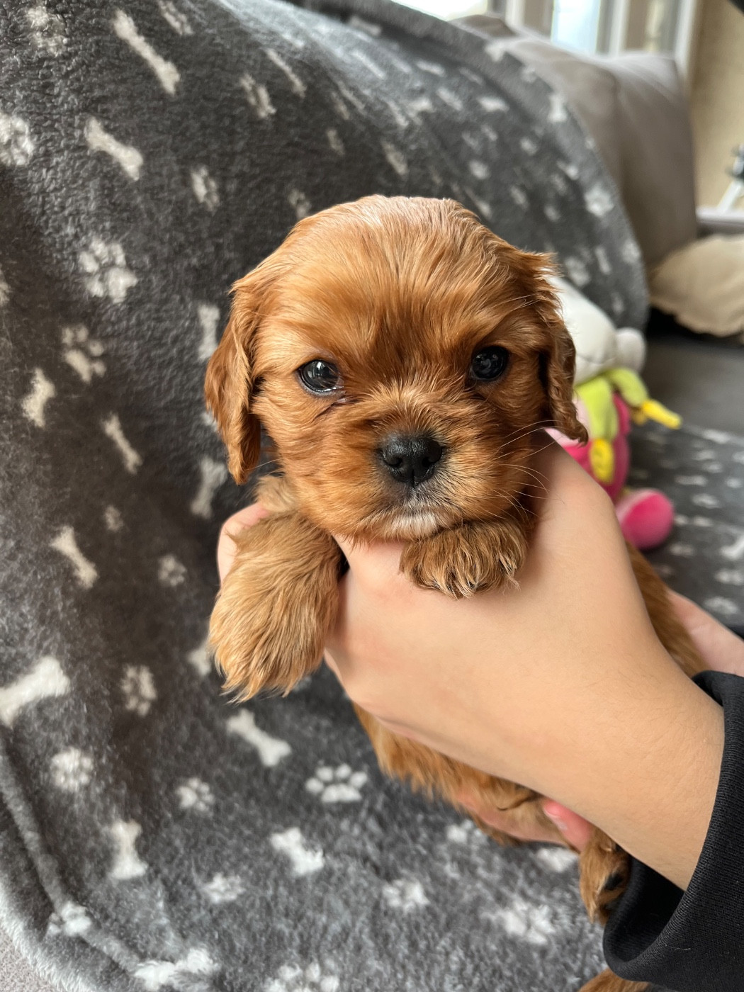 Du Domaine De Luvin - Chiots disponibles - Cavalier King Charles Spaniel