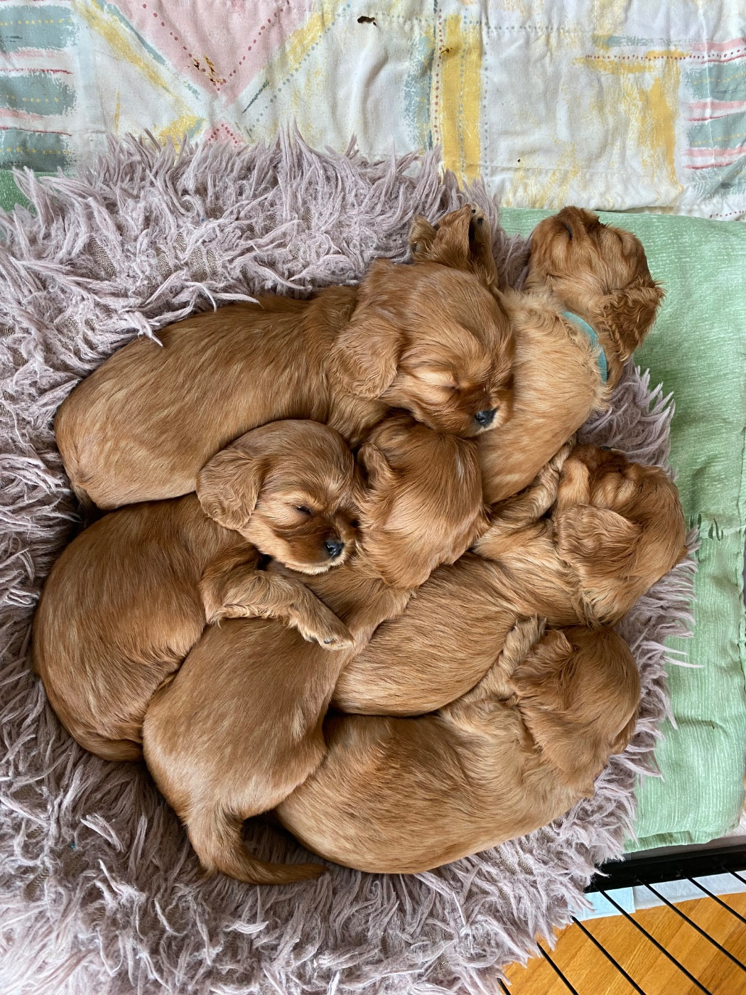 Chiot Cavalier King Charles Spaniel Du Domaine De Luvin