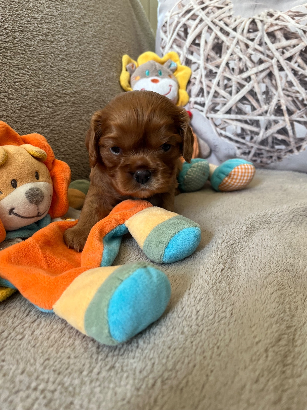 Du Domaine De Luvin - Chiots disponibles - Cavalier King Charles Spaniel