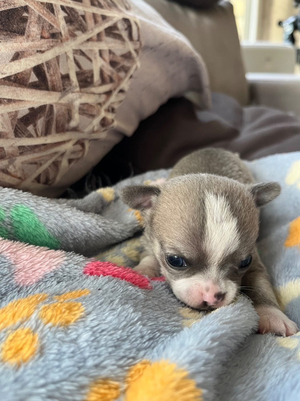 Du Domaine De Luvin - Chiots disponibles - Chihuahua