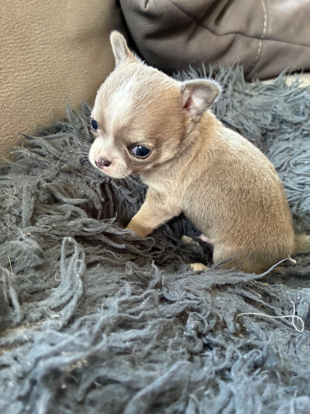 Du Domaine De Luvin - Chiots disponibles - Chihuahua