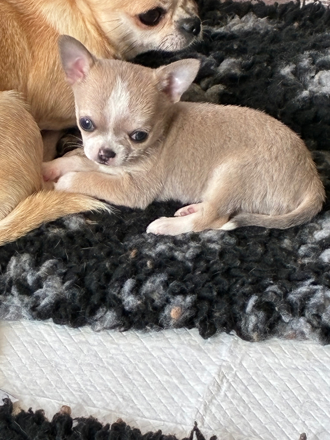 Du Domaine De Luvin - Chiots disponibles - Chihuahua