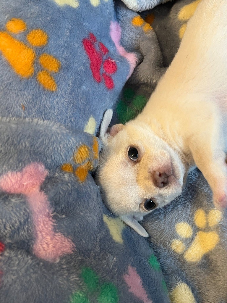 Du Domaine De Luvin - Chiots disponibles - Chihuahua