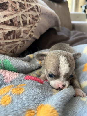 CHIOT 1