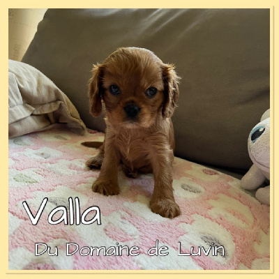 VALLA (CHIOT 6)