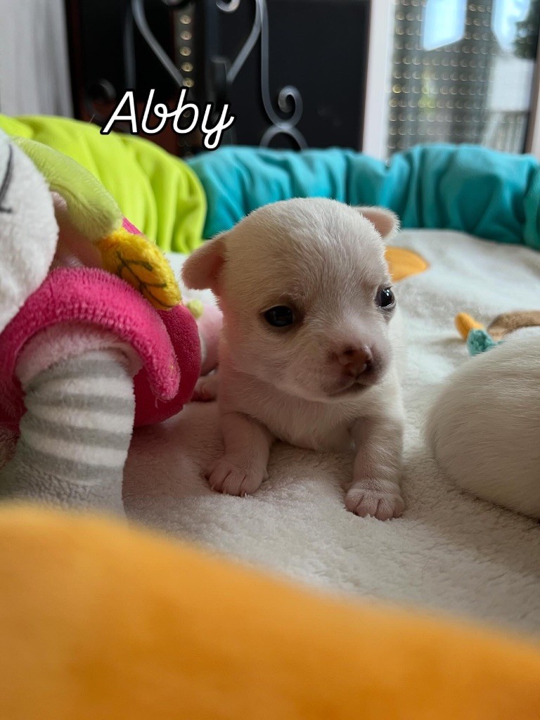 Du Domaine De Luvin - Chiots disponibles - Chihuahua